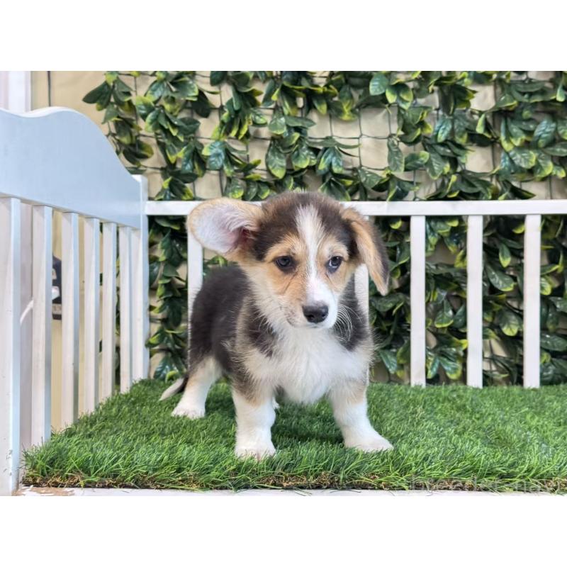 販売中の茨城県のウェルシュコーギーペンブローク-417421の4枚目