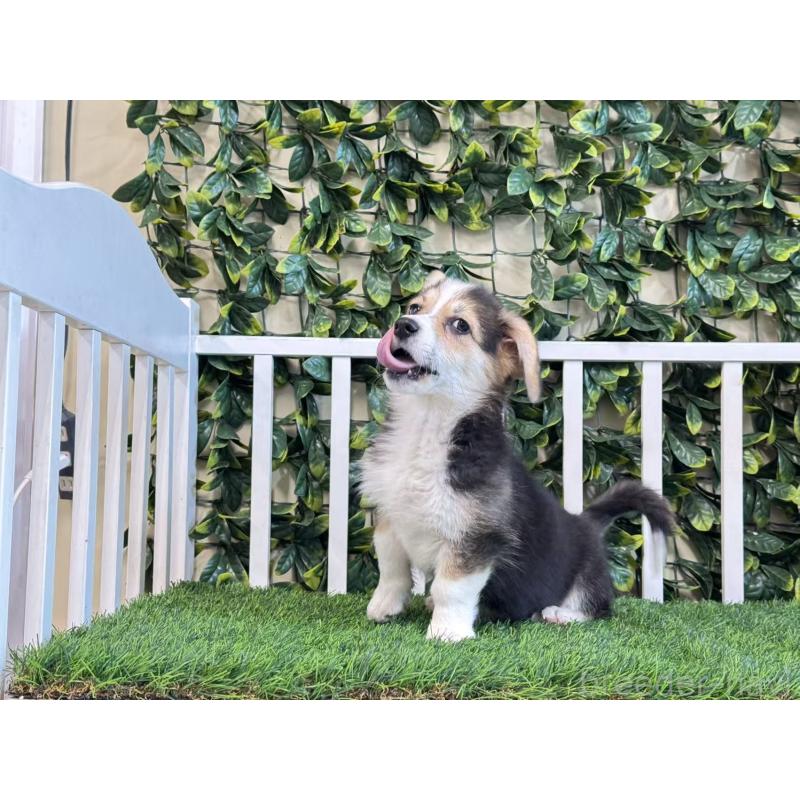 販売中の茨城県のウェルシュコーギーペンブローク-417421の3枚目