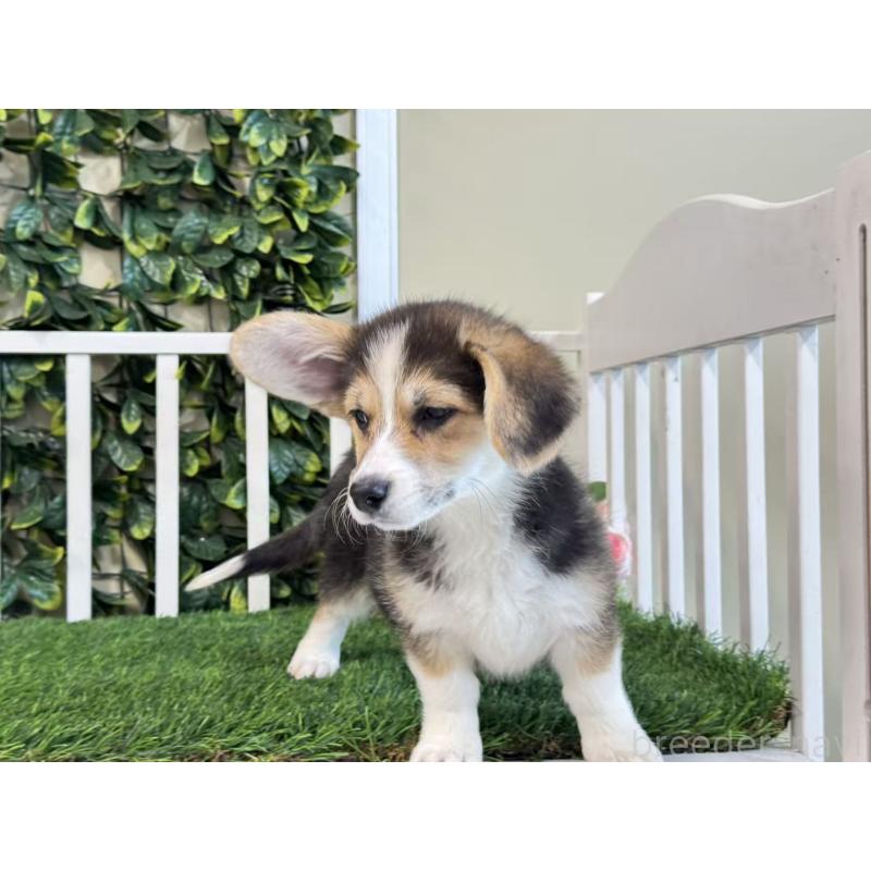 販売中の茨城県のウェルシュコーギーペンブローク-417421の2枚目