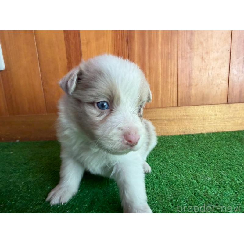 販売中の群馬県のボーダーコリー-425489の4枚目