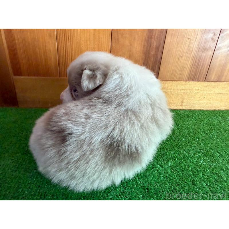 販売中の群馬県のボーダーコリー-425489の3枚目