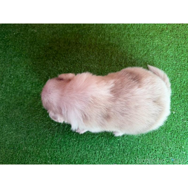 販売中の群馬県のボーダーコリー-425489の2枚目