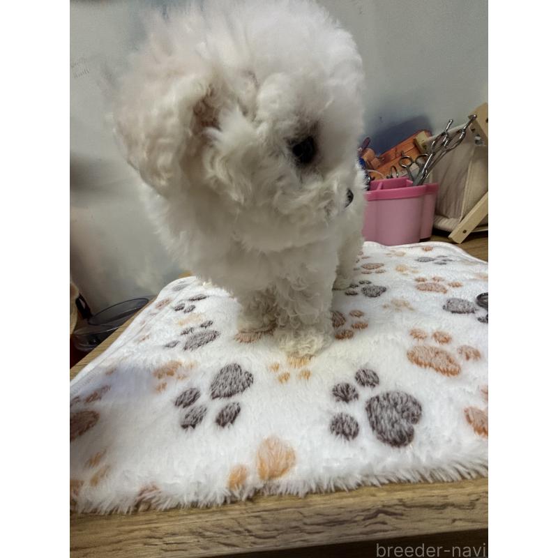 販売中の愛知県のビションフリーゼ-425488の5枚目