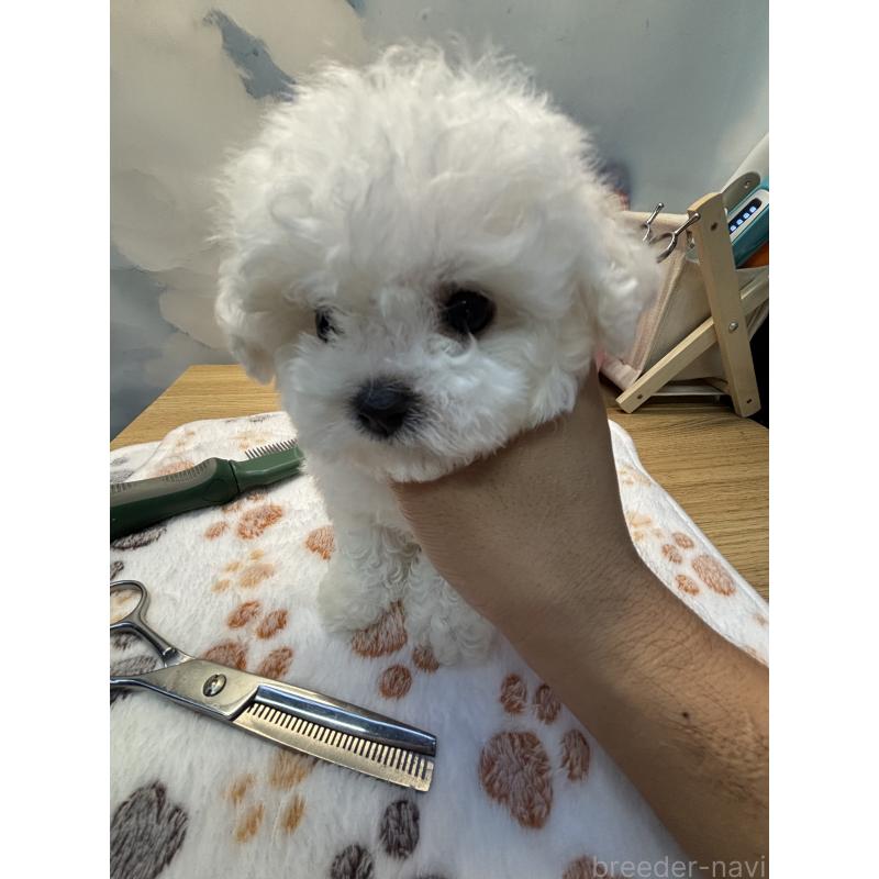 販売中の愛知県のビションフリーゼ-425488の4枚目