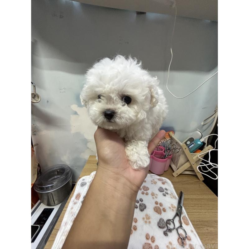 販売中の愛知県のビションフリーゼ-425488の3枚目