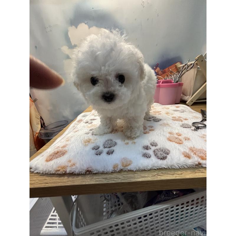 販売中の愛知県のビションフリーゼ-425488の2枚目