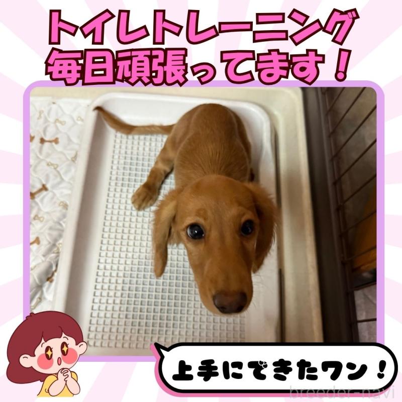 成約済の静岡県のミニチュアダックスフンド(ロングヘアード)-423128の3枚目