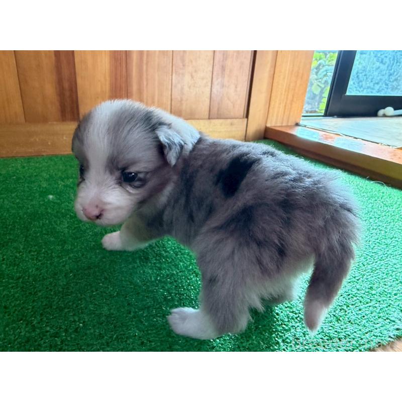 販売中の群馬県のボーダーコリー-425490の5枚目