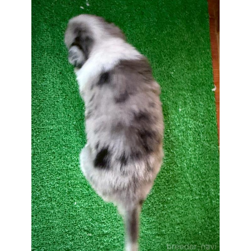 販売中の群馬県のボーダーコリー-425490の4枚目