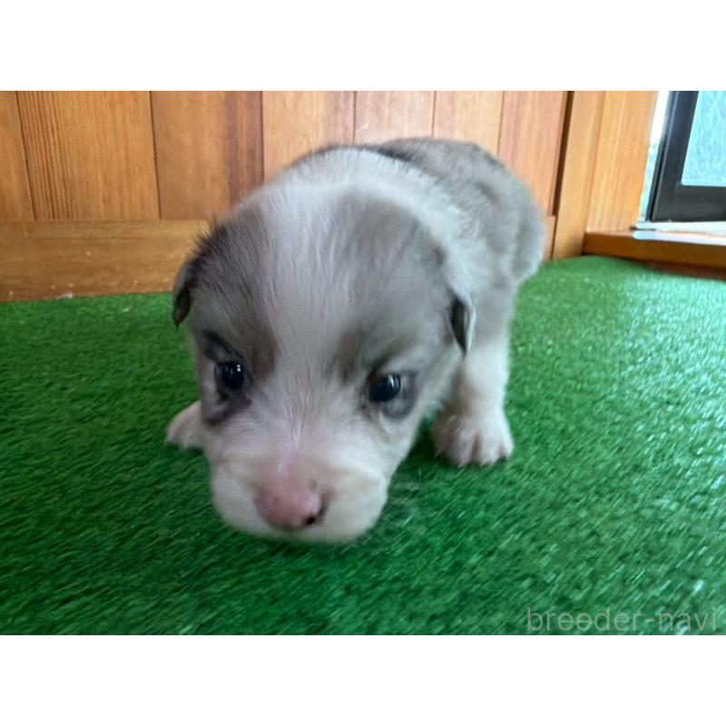 販売中の群馬県のボーダーコリー-425490の3枚目