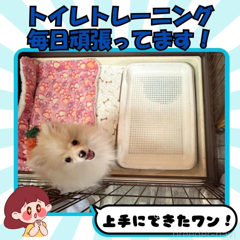 販売中の静岡県のポメラニアン-415558の4枚目