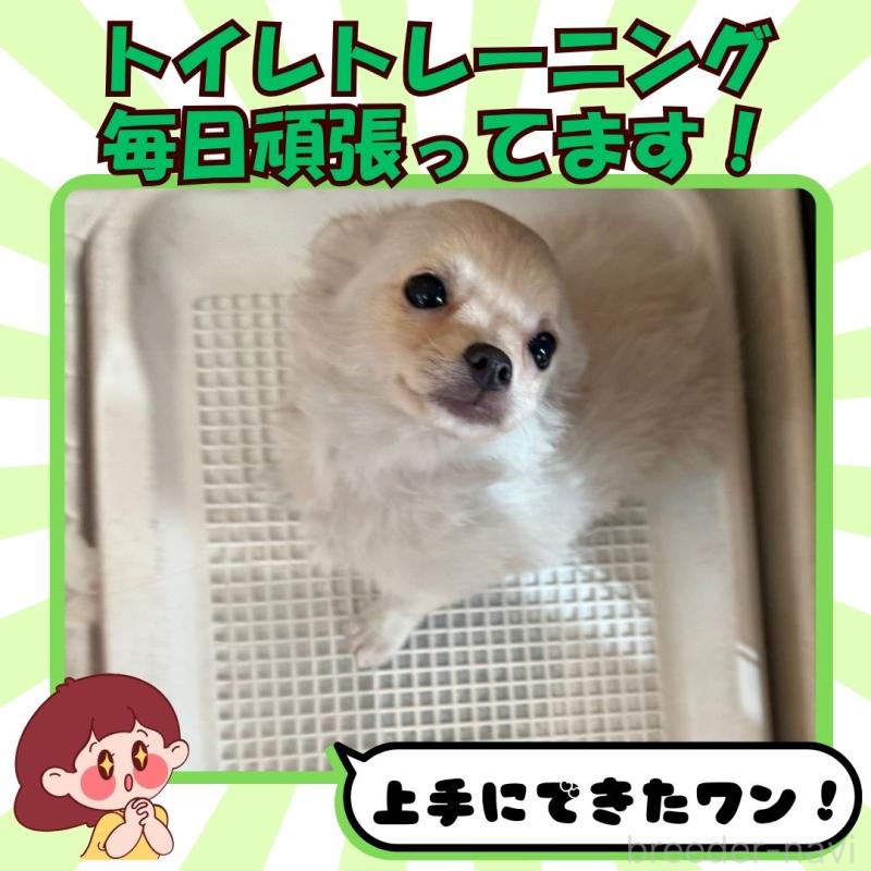 成約済の静岡県のチワワ(ロングコート)-413971の3枚目