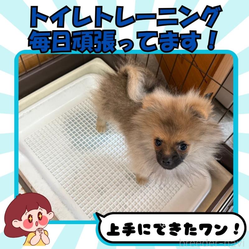 成約済の静岡県のポメラニアン-411105の3枚目
