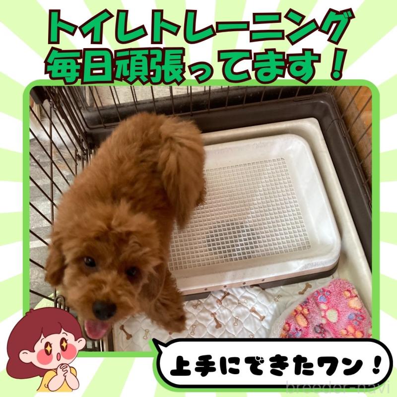 成約済の静岡県のトイプードル-411116の4枚目