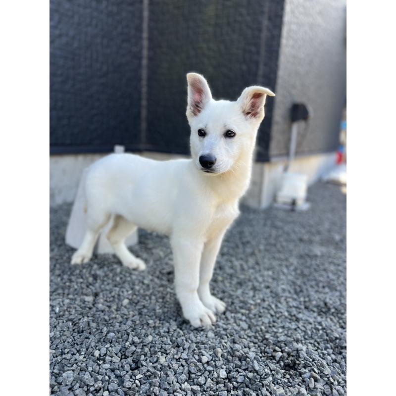 販売中の山梨県のホワイトシェパード-406756の4枚目