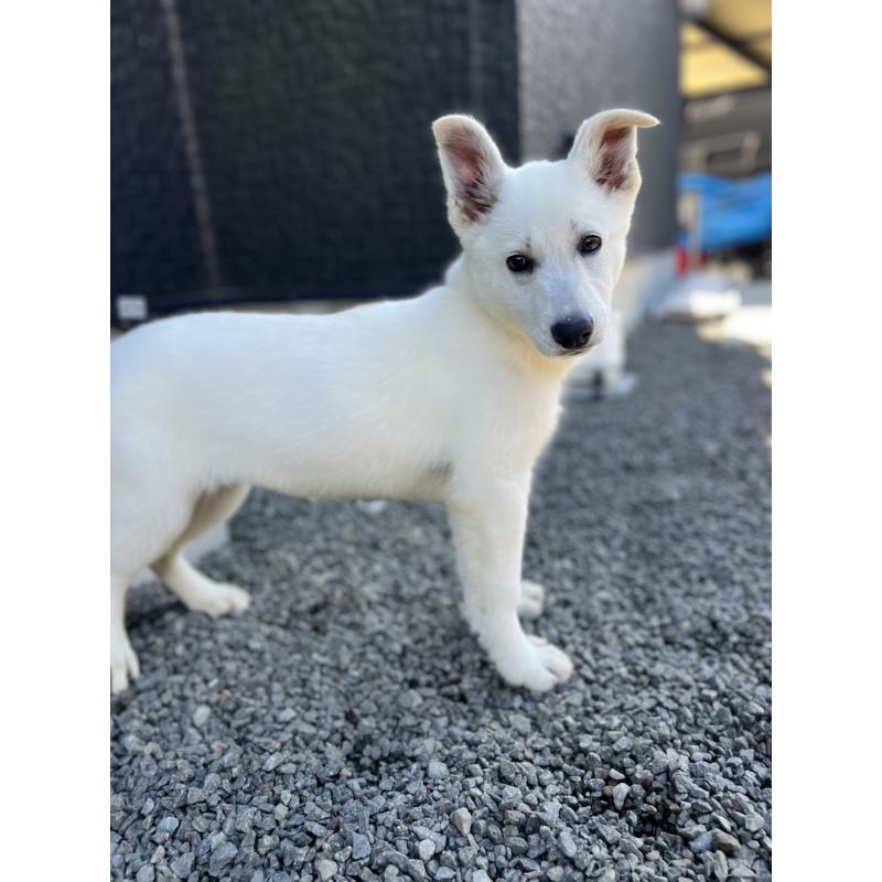 販売中の山梨県のホワイトシェパード-406756の3枚目