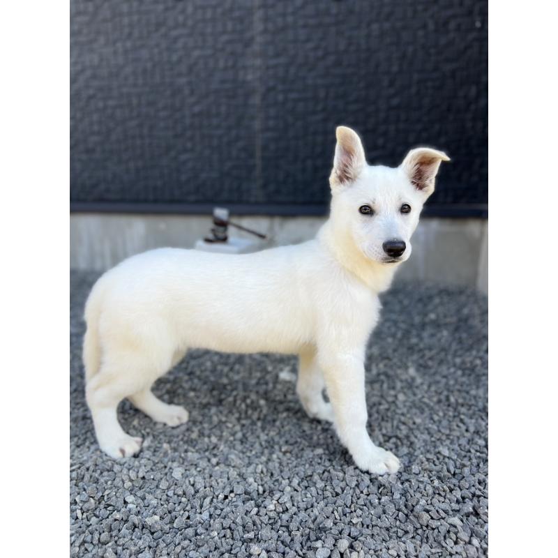 販売中の山梨県のホワイトシェパード-406756の2枚目