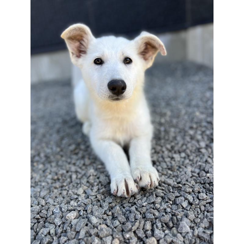 販売中の山梨県のホワイトシェパード-406759の4枚目