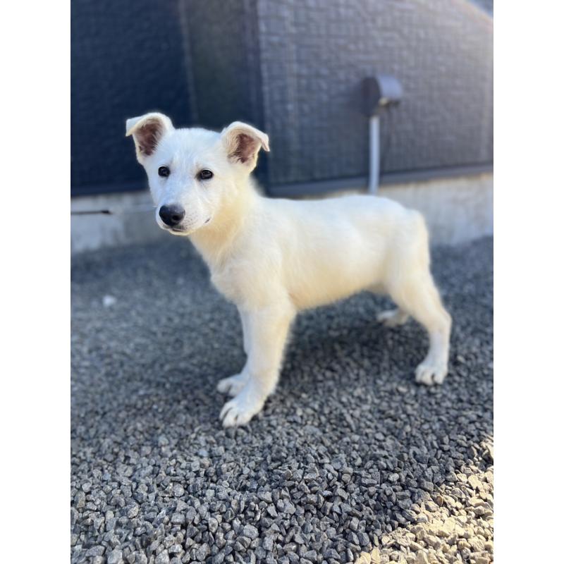 販売中の山梨県のホワイトシェパード-406759の3枚目