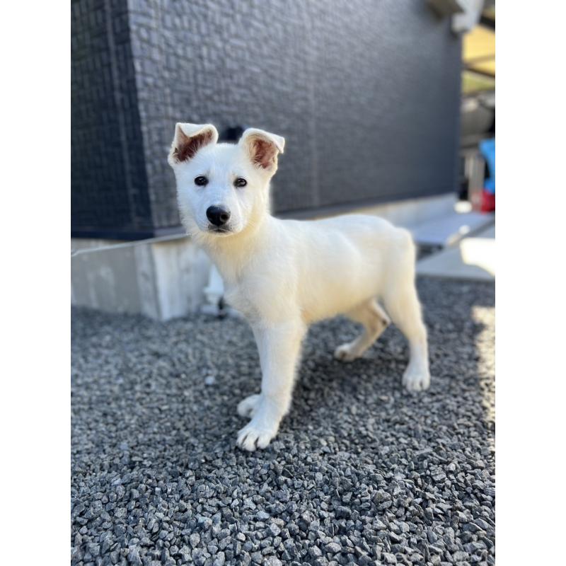 販売中の山梨県のホワイトシェパード-406759の2枚目