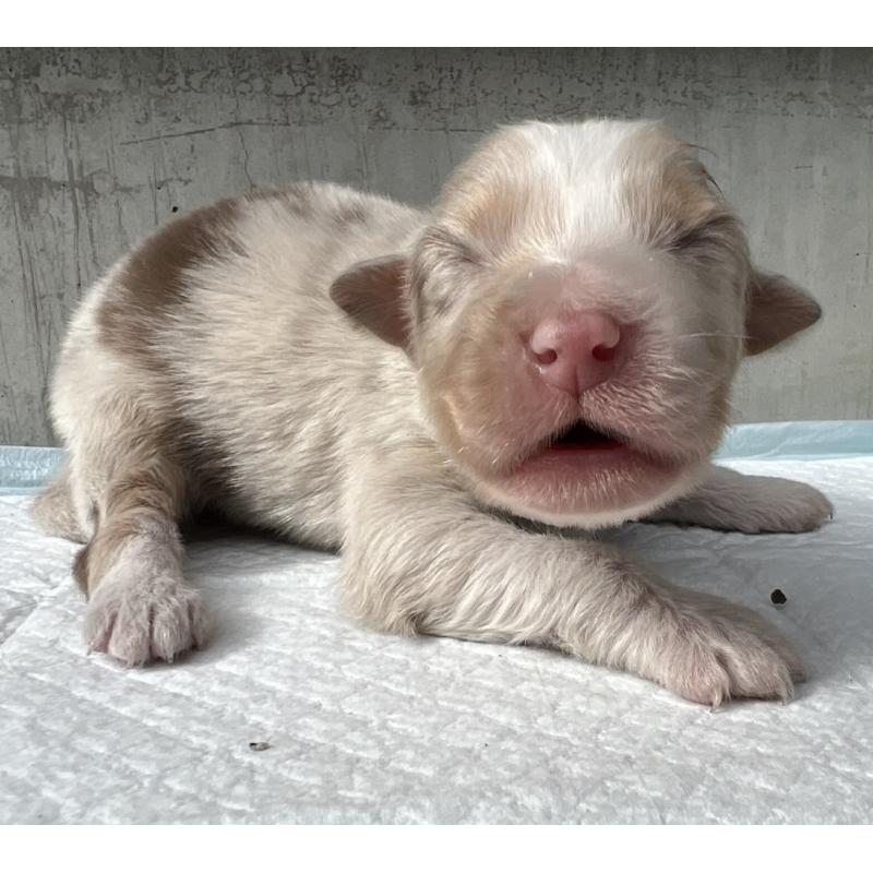 成約済の山梨県のオーストラリアンシェパード-423316の2枚目