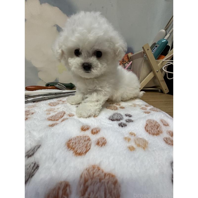 販売中の愛知県のビションフリーゼ-425491の7枚目