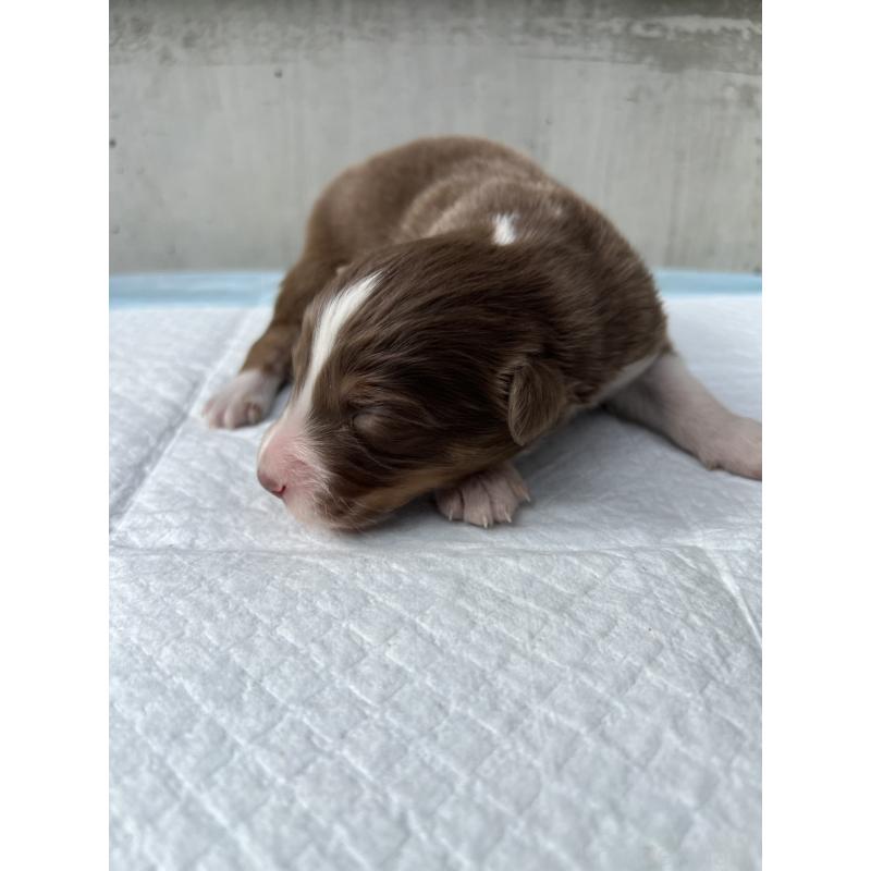 商談中の山梨県のオーストラリアンシェパード-423319の3枚目