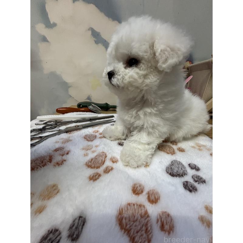 販売中の愛知県のビションフリーゼ-425491の6枚目