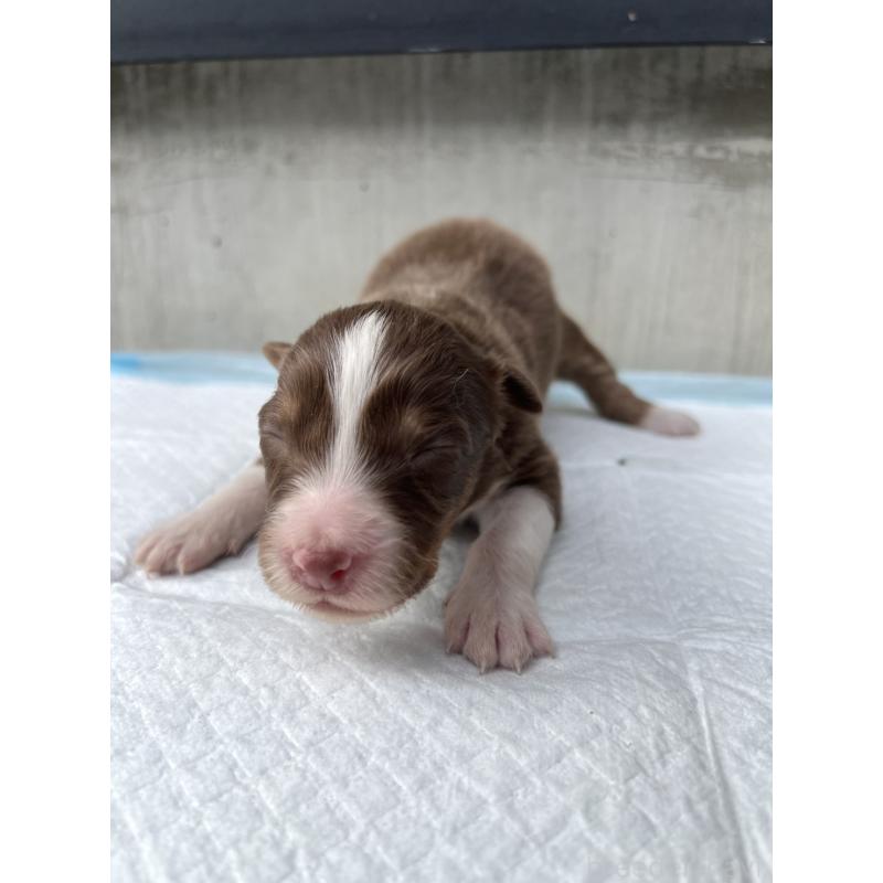 商談中の山梨県のオーストラリアンシェパード-423319の2枚目