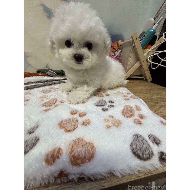 販売中の愛知県のビションフリーゼ-425491の5枚目