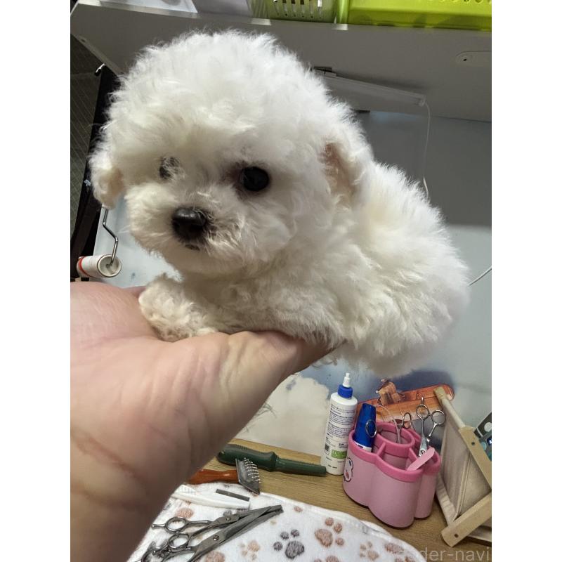 販売中の愛知県のビションフリーゼ-425491の4枚目