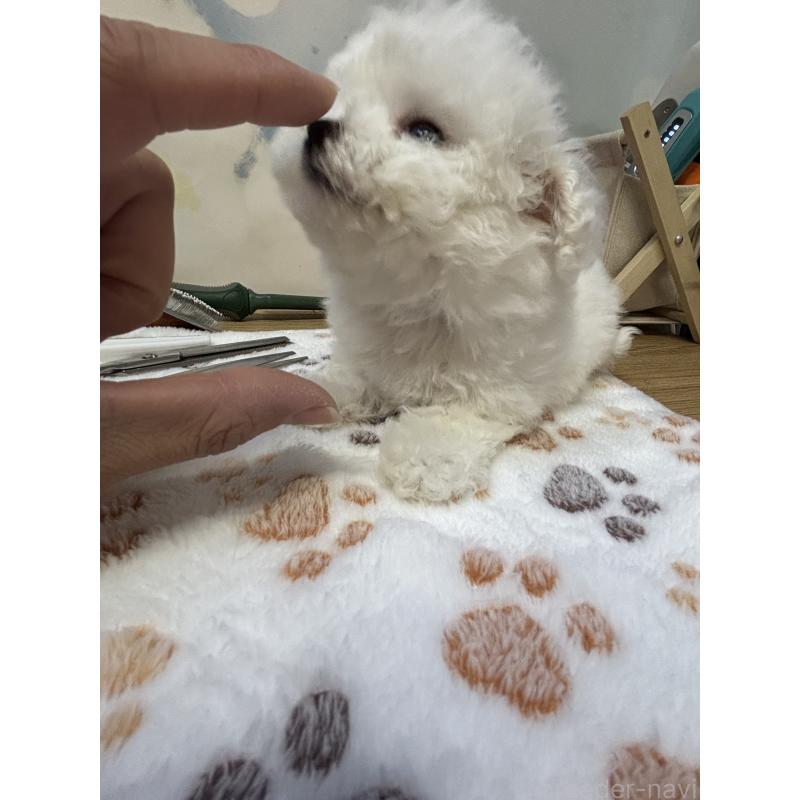 販売中の愛知県のビションフリーゼ-425491の3枚目