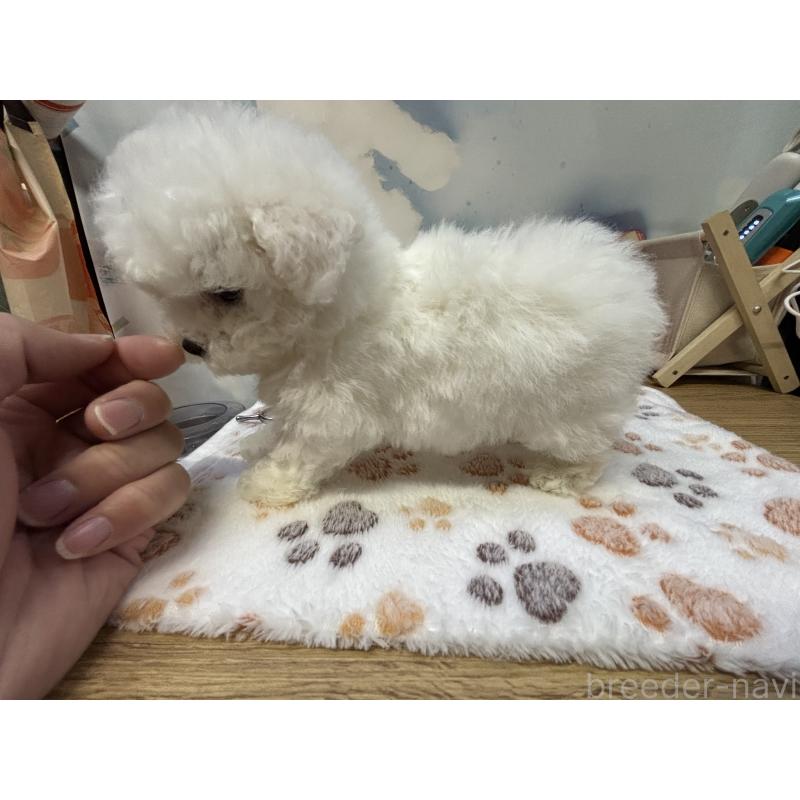 販売中の愛知県のビションフリーゼ-425491の2枚目