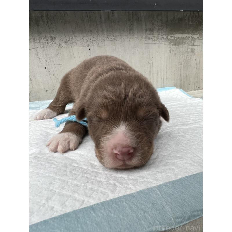 販売中の山梨県のオーストラリアンシェパード-423321