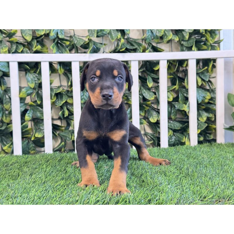 販売中の茨城県のドーベルマン-425492の5枚目