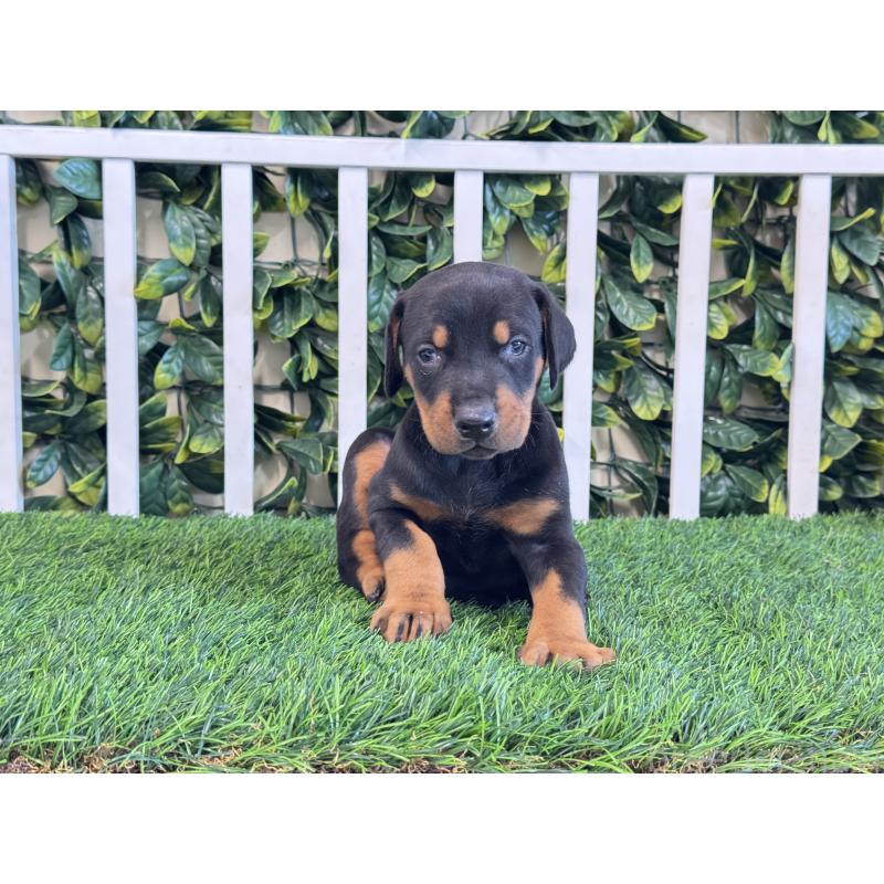 販売中の茨城県のドーベルマン-425492の4枚目