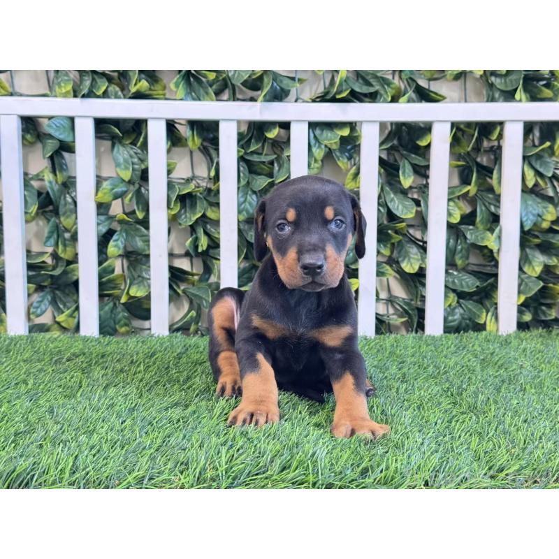 販売中の茨城県のドーベルマン-425492の3枚目