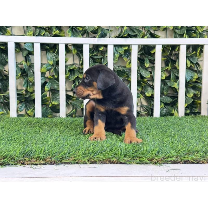 販売中の茨城県のドーベルマン-425492の2枚目