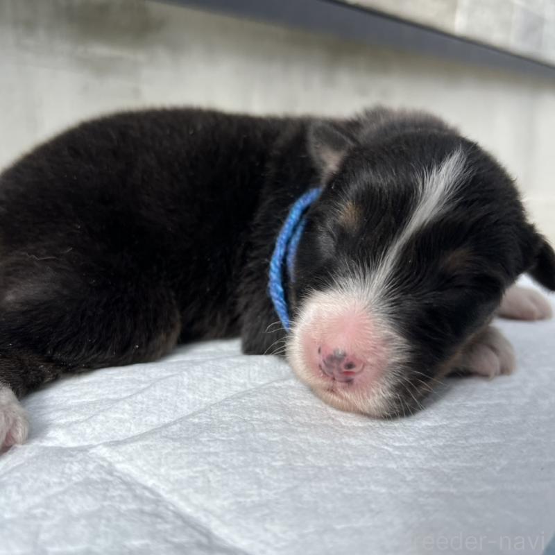 販売中の山梨県のオーストラリアンシェパード-423325