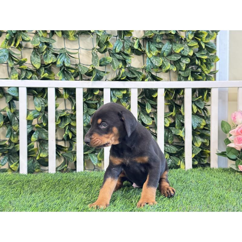 販売中の茨城県のドーベルマン-425493の4枚目