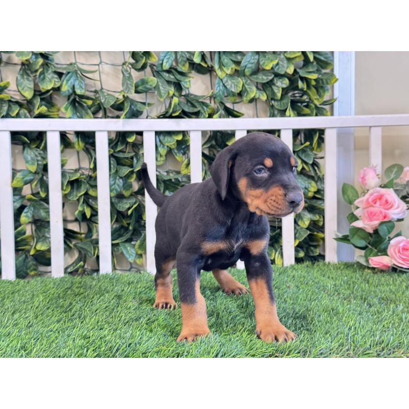 販売中の茨城県のドーベルマン-425493の3枚目