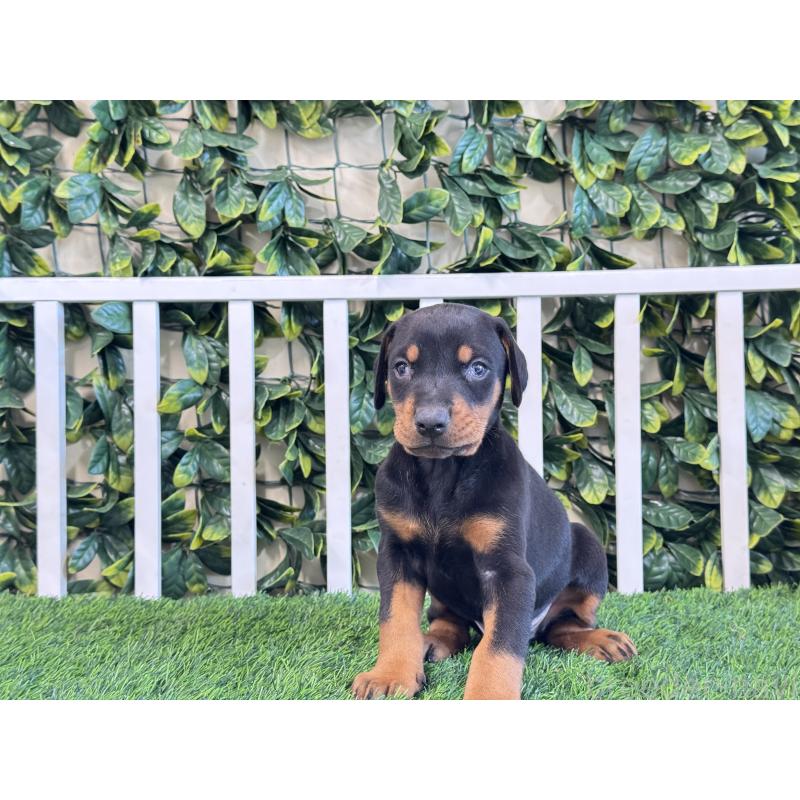 販売中の茨城県のドーベルマン-425493の2枚目