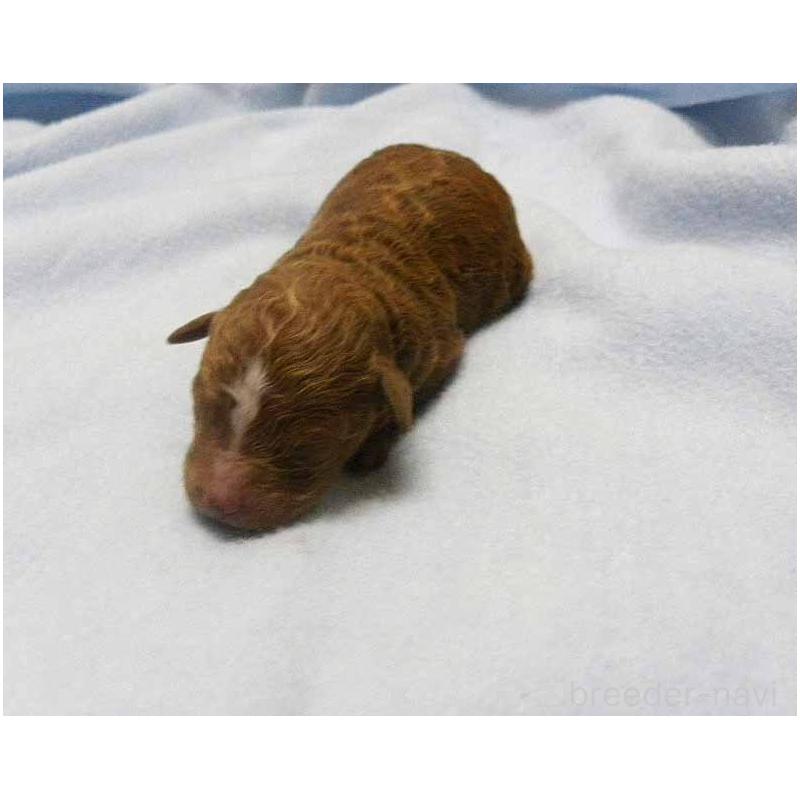 販売中の群馬県のトイプードル-425495の2枚目