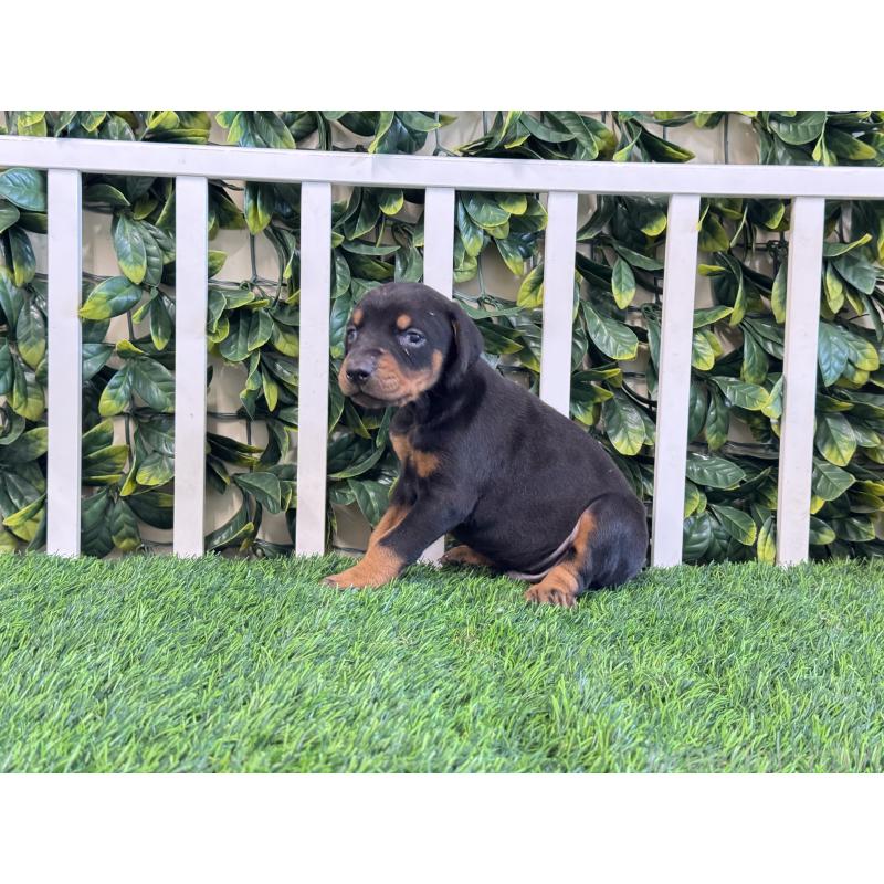 販売中の茨城県のドーベルマン-425494の5枚目