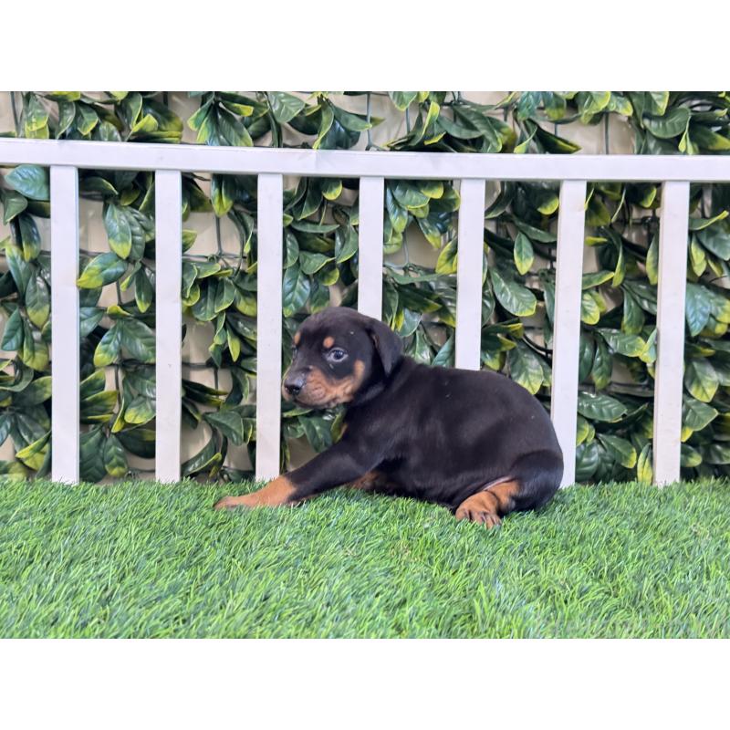 販売中の茨城県のドーベルマン-425494の4枚目