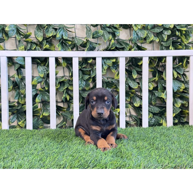 販売中の茨城県のドーベルマン-425494の3枚目