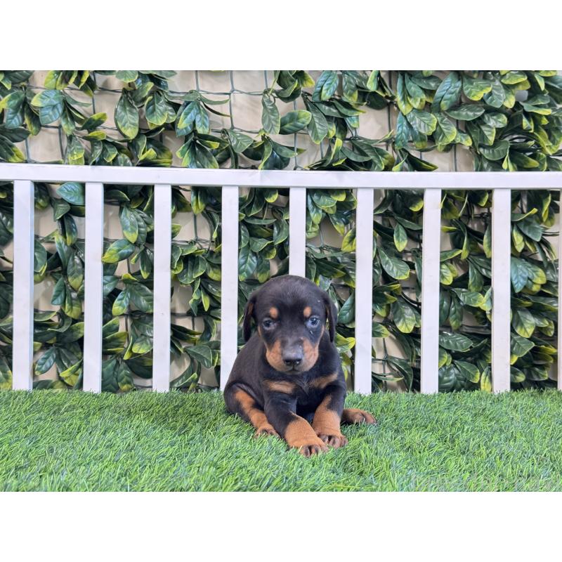 販売中の茨城県のドーベルマン-425494の2枚目