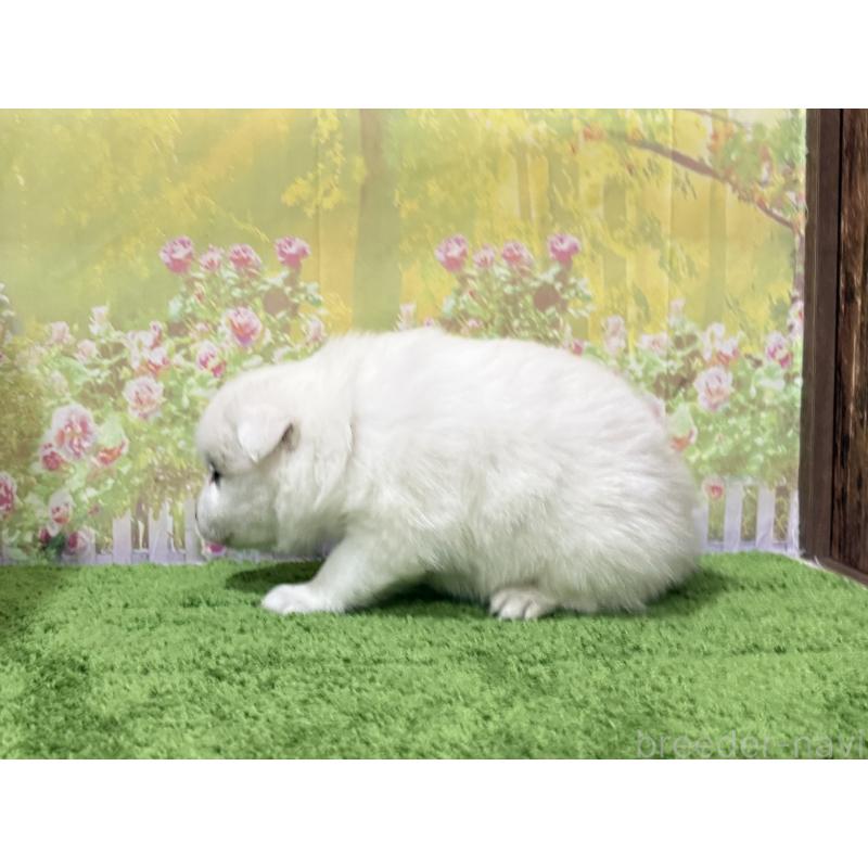 商談中の埼玉県の日本スピッツ-423758の3枚目