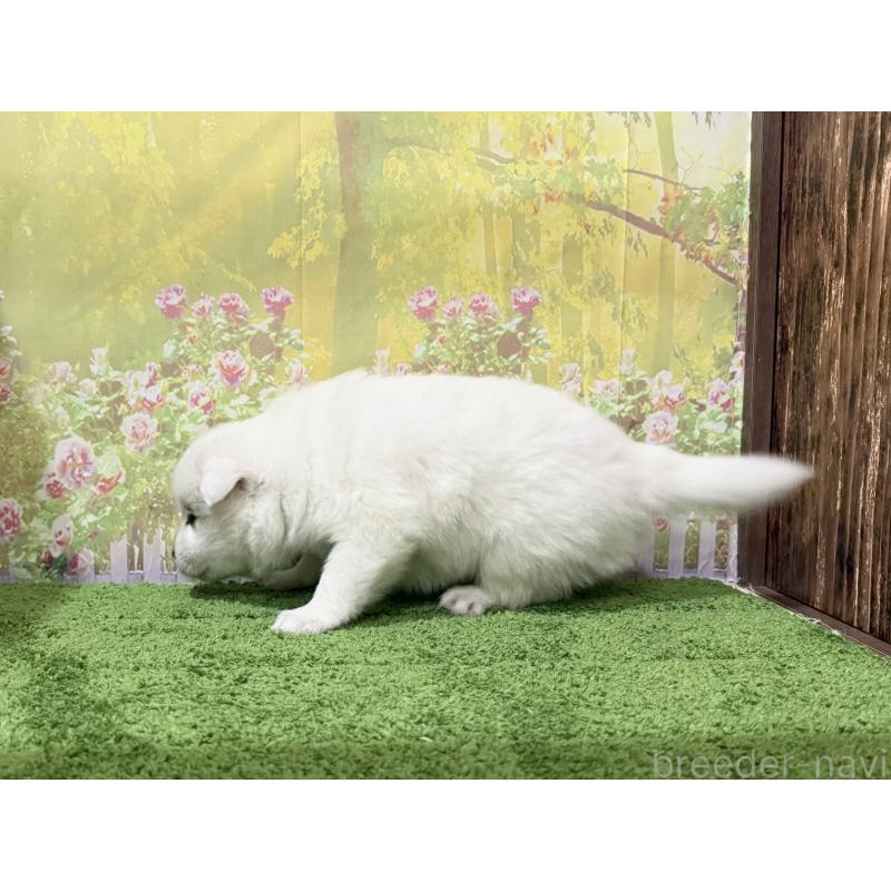 商談中の埼玉県の日本スピッツ-423758の2枚目