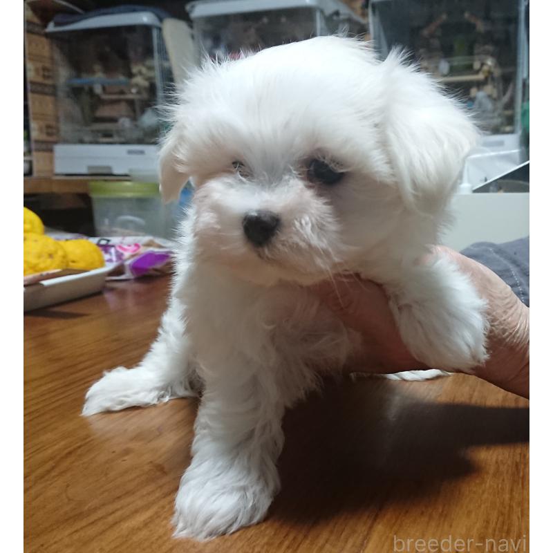 販売中の栃木県のマルチーズ-425496の1枚目